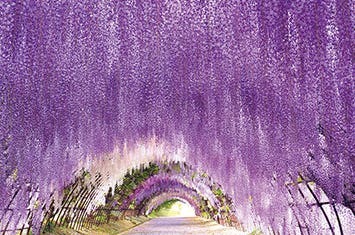 （JR広島駅発着）幻想的な花のトンネル 河内藤園藤棚 福岡・日帰り　～一生に一度は見たい景色を訪れる～