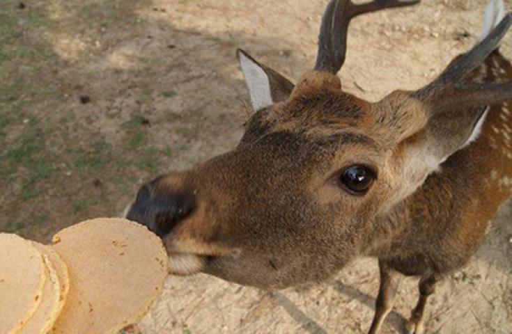 [難波/京都発]訪れたいスポットとして大注目の2大古都 京都・奈良周遊日帰りツアー　築120年以上の京町屋で召し上がる「黒毛和牛すき焼き風神戸牛丼」に舌鼓！(英語ガイド付)3