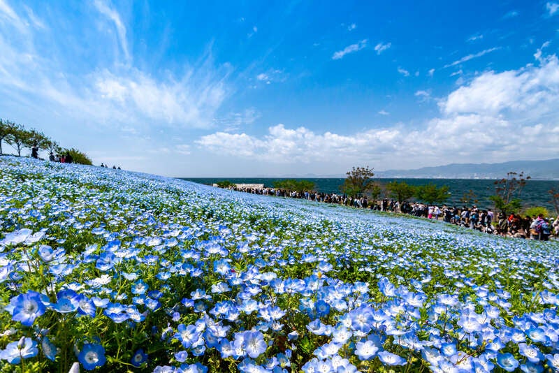 【長浜・米原・彦根・八日市発】 花の祭典！スプリングミステリーツアー　日帰り1