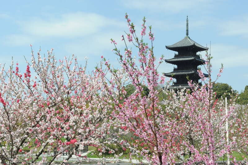 【愛媛県内発】 桜花爛漫　おかやま桜めぐり　日帰り1