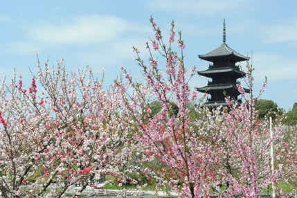 【愛媛県内発】 桜花爛漫　おかやま桜めぐり　日帰り