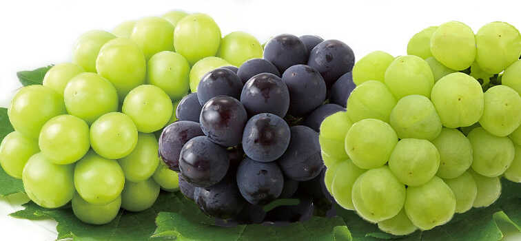 【阪神地区発】 ぶどう王国岡山！サンサンぶどう祭り　日帰り1