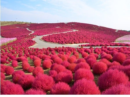 新宿発 一度は見たい絶景！ひたち海浜公園「コキア観賞」＆秋が旬のフルーツ「梨狩り」食べ放題＆海鮮丼の昼食付＜JAMJAM TOUR＞1