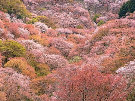 中部発　日帰り　豪華絢爛！シロヤマザクラ　奈良吉野千本桜観賞2