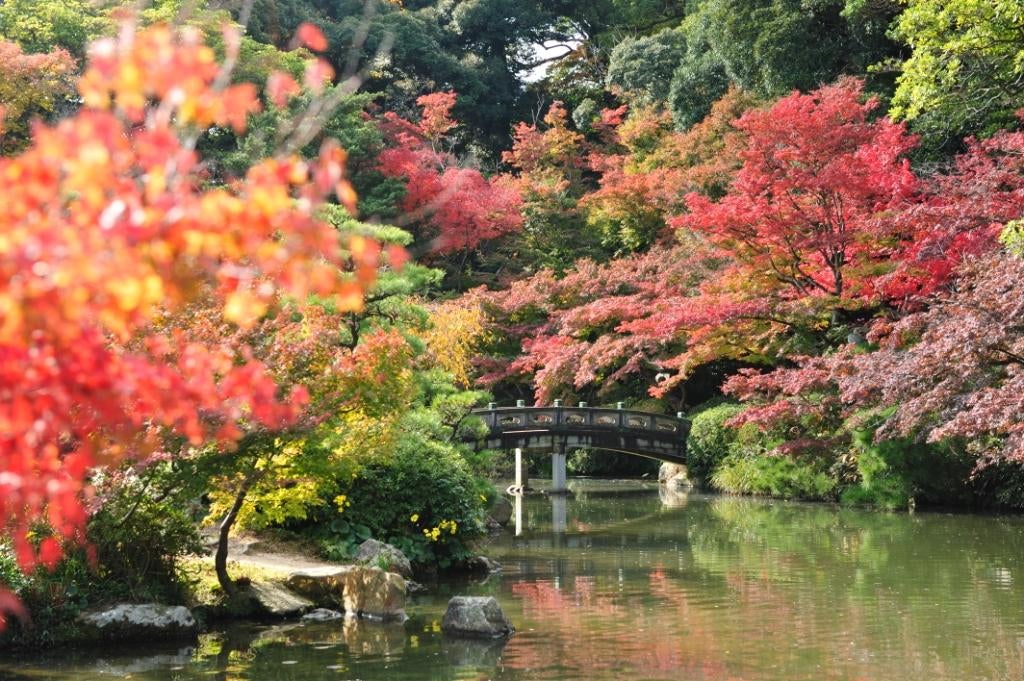 【徳山：徳山駅新幹線口発】 関門紅葉めぐりとふく刺し＆ふくちり鍋　日帰り2