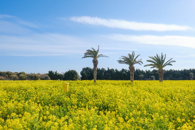 【近鉄（大阪上本町駅～大和八木駅）発】 近鉄団体専用列車「楽」を特別貸切！渥美半島 菜の花まつりと伊良湖ランチバイキング・ いちご狩り・伊勢湾クルーズの旅　日帰り3