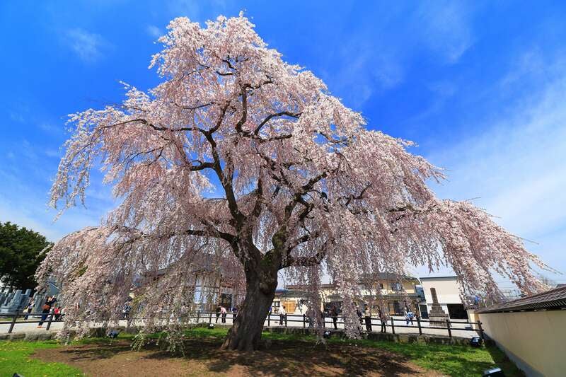 【神戸空港発着】函館・松前・北斗　道南桜の名所めぐり春うらら桜人の旅３日間3