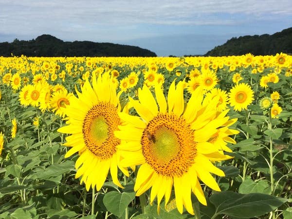 ■【栃木・茨城】＜9日間限定＞イチオシサマー！約100万本が咲く「益子ひまわり畑」＆贅沢ダブル狩り「梨狩り食べ放題！巨峰狩り！」＆クラシックハンバーガーのお弁当♪1