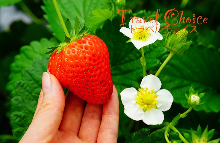 2/25・28・3/6・8・14　催行決定🚌 [新宿発]ず、ず、ずわい蟹食べ放題＆いちご狩り食べ放題♪めんたいパーク工場見学や桃色に彩るかんなみの桜並木散策等、春の遠足日帰りバスツアー！3