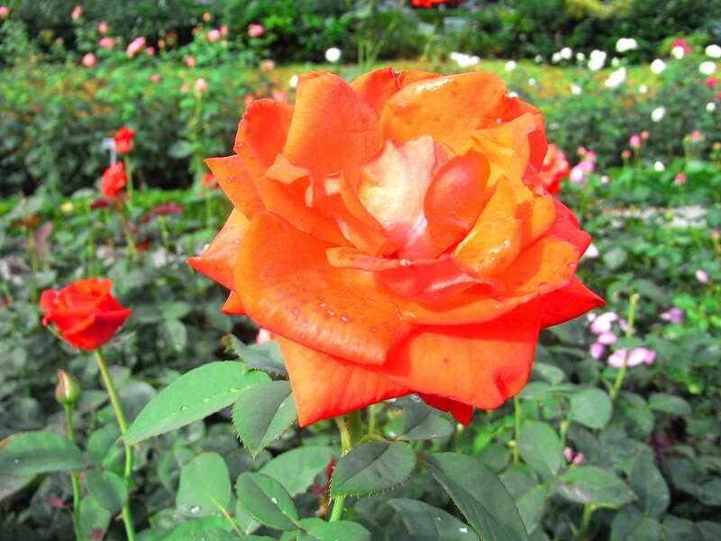 【奈良ルート発】 宿も！食事も！観光も！まるごとおまかせ　母に捧げるミステリーツアー２日間1