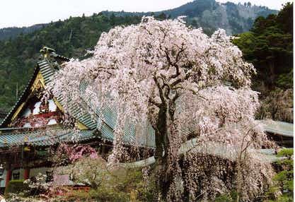 【静岡県内発】 樹齢400年！身延山しだれ桜と５品種堪能！南アルプス いちご狩り食べ放題