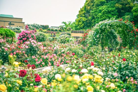 【バスハイク／添乗員同行／(福岡)天神発着】 宗像・芦屋ゆったり旅 宗像大社参拝と 響灘緑地ローズガーデンでバラ観賞 畑の見えるレストラン・野々庵で和ランチ1