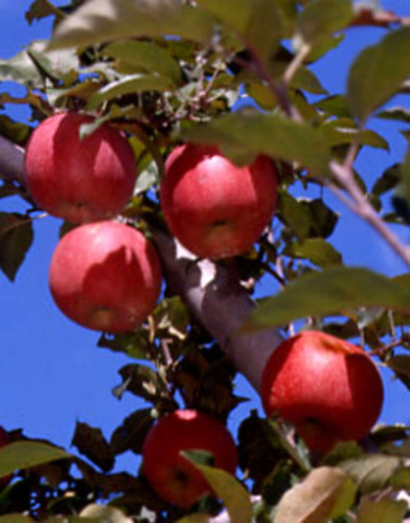 【千葉県内※銚子・茂原発着ルートを除く発】 贅沢ダブルフルーツ！ 希少品種「甲斐乙女」ぶどう狩り＆りんご詰め放題　紅葉に染まる名瀑「吹割の滝」 日帰り2