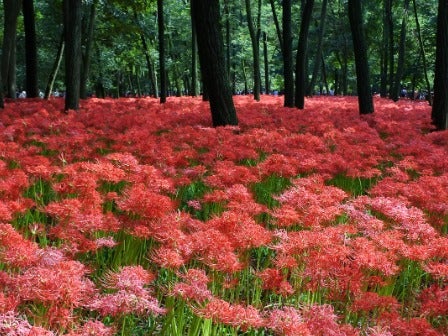 西船橋・東京発 一面の赤い絨毯！「巾着田曼殊沙華公園」と小江戸 川越のレトロな街並み散策＜JAMJAM TOUR＞1