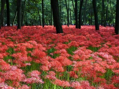 西船橋・東京発 一面の赤い絨毯!「巾着田曼殊沙華公園」と小江戸 川越のレトロな街並み散策<JAMJAM TOUR>