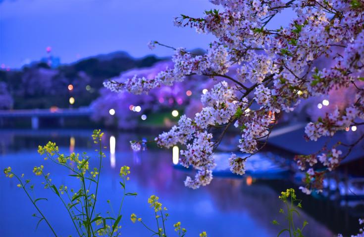 夜桜deナイト☆TOKYOお花見バス☆オープントップバスで桜の名所をハイライトで巡る車窓観光ショートトリップ！(17:50出発)3