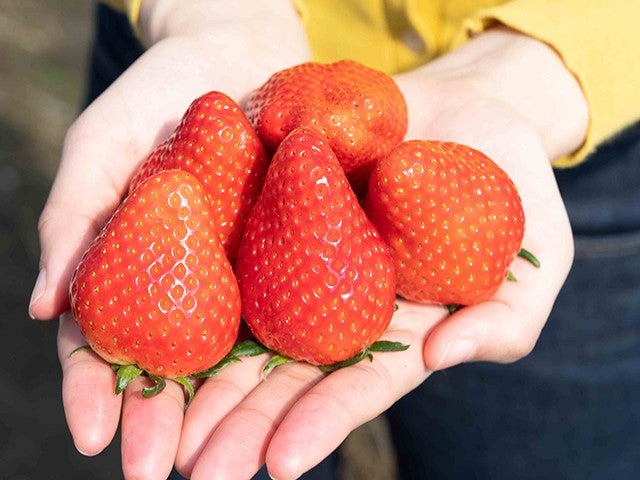■【栃木】栃木味覚トリプル！とちぎ和牛と桜山豚のしゃぶしゃぶ食べ比べランチ＆いちご狩り食べ放題＆世界遺産「日光散策」♪3