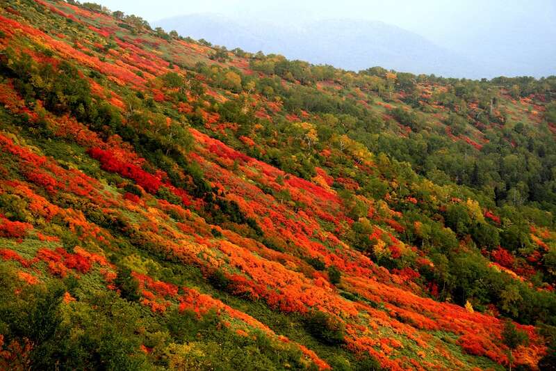【北九州空港発】 日本一早い紅葉の大雪山と雄大な錦に燃える北海道４日間2