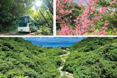 【広島駅発着／新幹線利用】世界遺産を訪ねて 沖縄やんばるの森3日間 ～日本で1番早い桜「カンヒザクラ」鑑賞とEVバスで”奇跡の森”を探索～1