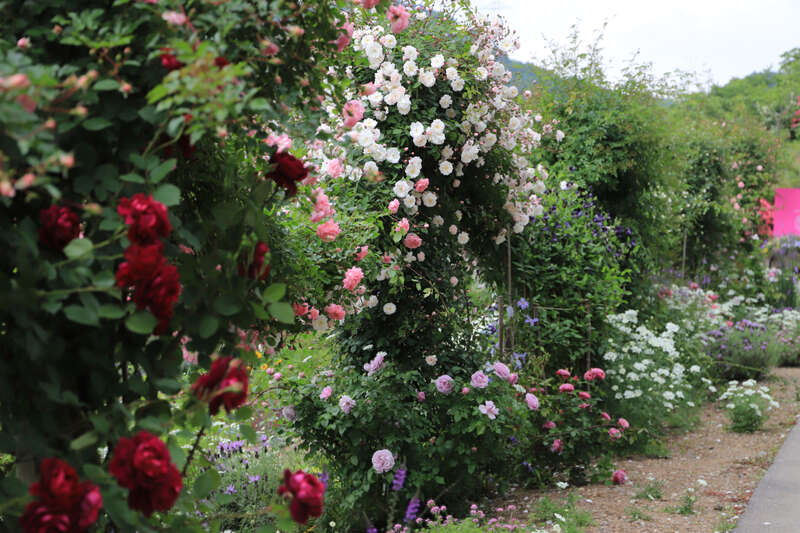 【福井県内発】 花と味覚の感謝祭　春のバラの競演　約1000株の「ローザンベリー多和田」英国式庭園と約3300株の「神戸町ばら公園」散策　日帰り2
