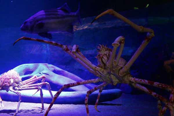 【三宮・梅田・京都ルート発】 伊勢神宮内宮&豊川稲荷 初詣と深海生物で話題「竹島水族館」　2日間3