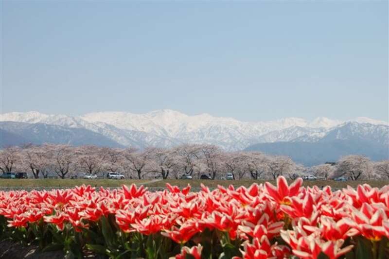 【山形県内発】 豪華絢爛！分水おいらん道中とあさひ舟川春の四重奏 2日間3