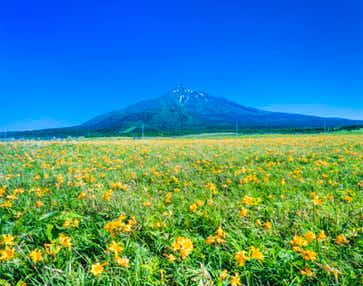 【静岡・新富士・三島発】 往復・稚内空港利用!花のベストシーズンに行く利尻・礼文・稚内3日間 花ガイドとめぐる花の楽園(利尻・礼文島の温泉に2泊)