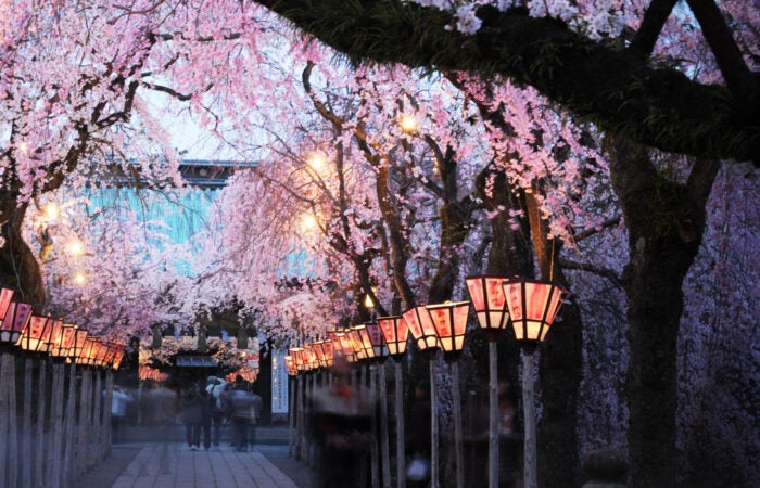 ★3/31 催行決定★【横浜発】春の花見散策！三嶋大社桜と身延山しだれ桜を鑑賞♪～嬉しいお弁当付きツアー1