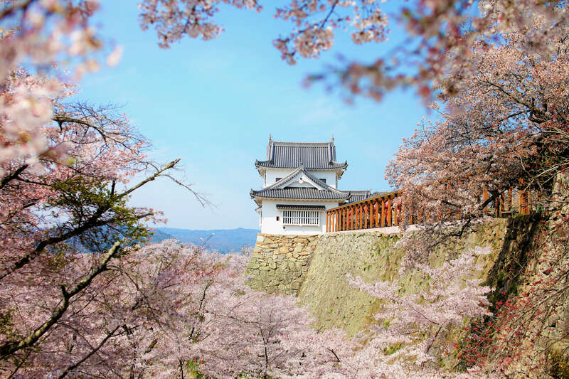 【出雲・松江・米子発】春らんまん！岡山随一の桜名所「津山城・鶴山公園」といちご狩り食べ放題 日帰り2