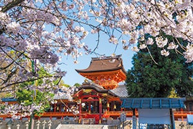 福崎　社　三田発
背割堤の桜と魚三楼の花籠御膳3