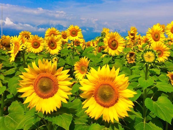 ■＜八王子発＞【山梨】やまなしの夏！圧巻の景色！咲き誇る「明野ひまわり畑」♪旬のフルーツ狩りも！ハイジの村スイス＆甲州郷土料理ビュッフェに《大人気》桔梗信玄餅の詰め放題♪2