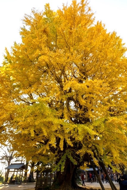 【JR津田沼・京成津田沼発】茨城 秋を満喫♪柿狩り＆大学いも詰め放題と樹齢1,000年の大イチョウ観賞＜コースNo.24-1079-B＞（京成トラベルサービス）1