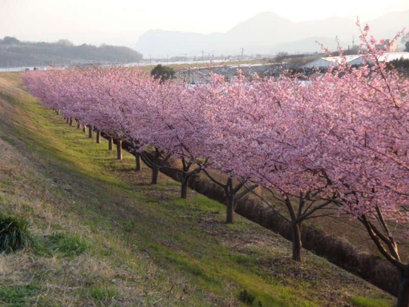 【栃木県内発】 沼津漁師小屋！海鮮浜焼き食べ放題と 冠雪の富士眺望のかんなみの桜3