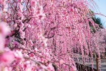 【刈谷・知立発】＊日帰り食事なし＊『伊勢神宮　朔日参り（フリープラン・なばなの里しだれ梅）』1