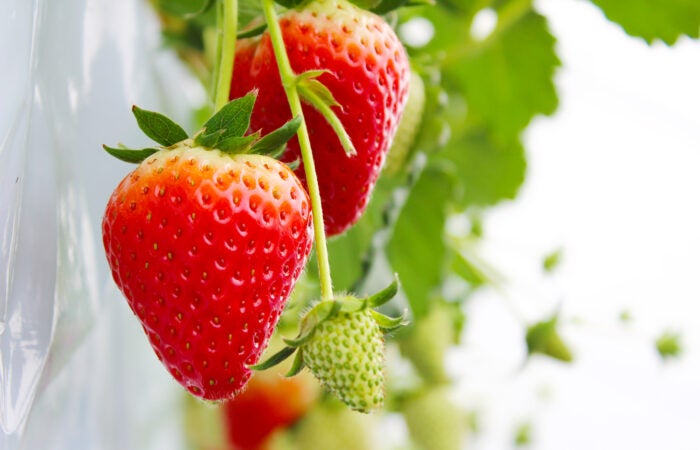 【横浜発】　山梨いちご ときめく春色旅♡ 山梨いちご狩り日帰りバスツアー1