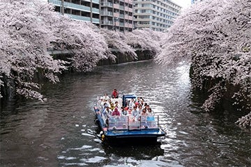 【圧巻の約８００本の目黒川桜回廊🌸を約７０分のクルーズ！/天王洲発】船に覆いかぶさるような”目黒川桜🌸のトンネル”をオープン船から観賞！約８００本の目黒川桜回廊お花見クルーズ1