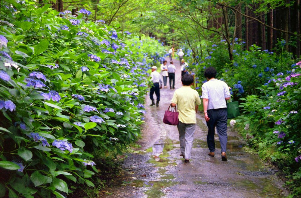 【盛岡発】みちのくあじさい園・厳美渓と薬膳ランチで夏バテ防止＜昼食付＞3