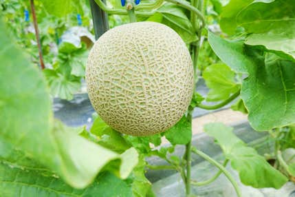『渥美半島産マスクメロン2玉狩りと国産2玉お持ち帰り 全部で4玉+1/4カットご賞味!伊良湖でメロメロメロン!』【太田川・大府出発】