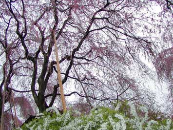 【広島駅・福山駅・岡山駅発】 桜の名所「原谷苑」春の一般公開 京都・奈良7つの桜めぐりと春の懇親ツアー３日間