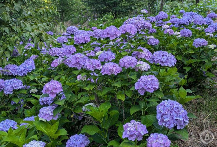 【大阪・梅田発】6/20（土）、6/27（土）京北・美山の紫陽花（あじさい）めぐりと里山フレンチ日帰りバスツアー（トイレ付バス利用）1