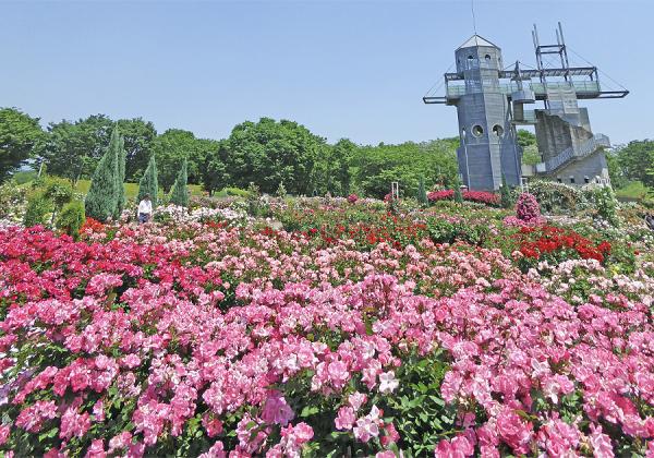 旅して応援♪ がまだせ熊本♬ 紅葉の菊池渓谷とカントリーパークの秋バラと鉄板焼実演付 黒毛和牛ランチバイキング1