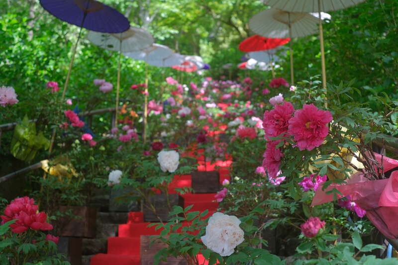 【福井県内発】 長谷寺ぼたんと室生寺しゃくなげ　麗しの大和路花めぐり　日帰り2