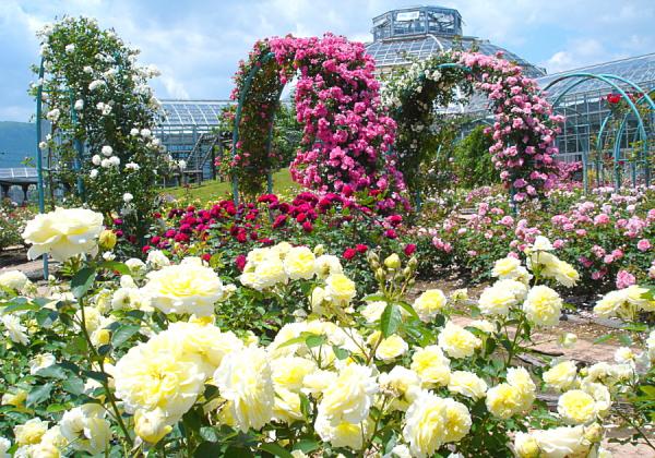【北九州地区発着】仙酔峡ミヤマキリシマと波野スズラン公園とはな阿蘇美ローズガーデン3