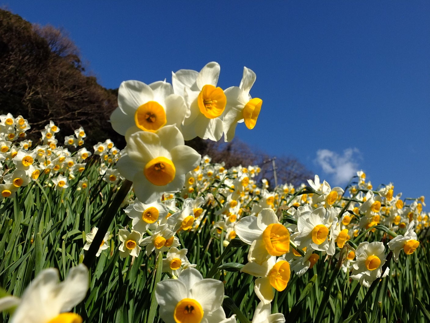 鳳凰の旅【西船橋・船橋競馬場駅前発】をくづれ水仙郷と鴨川館で和会席の昼食＜コースNo.25-1138＞（京成トラベル）3