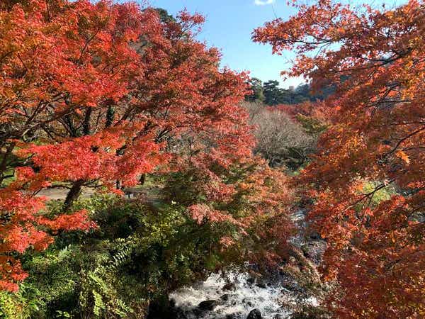 【千葉県内発】 伊豆の紅葉めぐり！修善寺もじみじ林と熱海梅園・旬のみかん狩り食べ放題 露天風呂温泉かけ流し　リゾートコテージ　ルネッサ赤沢宿泊　２日間2