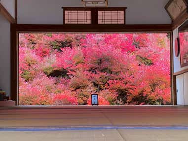 額絵のような美しさ「安國寺ドウダンツツジ」秋の一般公開と但馬三大古刹「養父神社の紅葉」と出石【河内磐船・枚方市・JR高槻発】