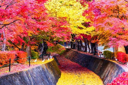 ★11/16(日)催行決定★【東京発】<山梨・詰め放題ハシゴ旅>河口湖紅葉まつり「もみじ回廊」&大人気・行列の出来る「桔梗信玄餅」詰め放題!!さらに「野菜」詰め放題&嬉しい「お米」すくいまで満喫♪ 日帰りバスツアー