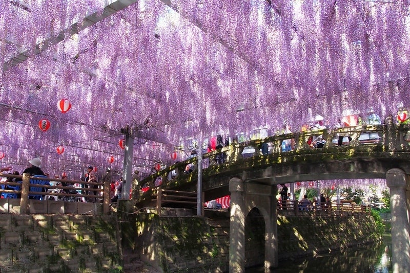 【下関・新下関発】樹齢300年＆県天然記念物・中山大藤と柳川川下りと鰻ミニせいろ御膳の昼食　日帰り1