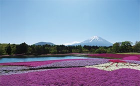 明石・名谷・三宮　発　富士を望む芝桜まつり1