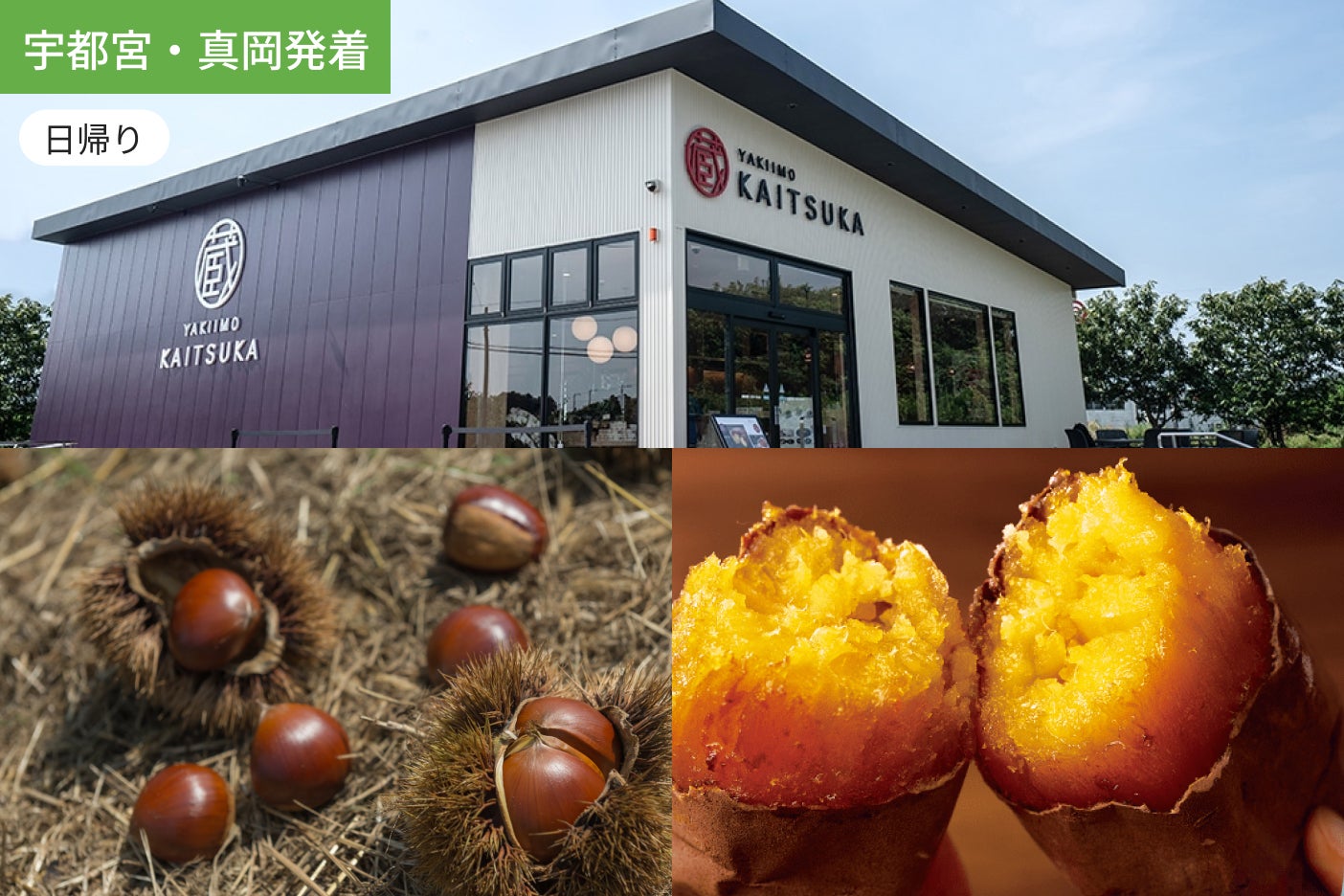 【宇都宮・真岡発着】秋の味覚満喫！大洗海鮮グルメとさつまいも詰め放題＆栗拾い体験【1kgお土産付】【昼食付】1
